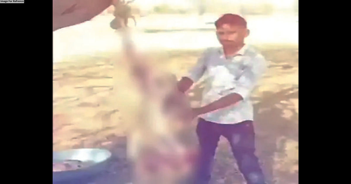 Probe on after Chinkara killed & hanged from tree in Jodhpur